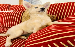 Pomsky dogs for sale: ✨ Adorable Blue-Eyed Pomsky 🐾 Pups, 16 Weeks Old - Image 34