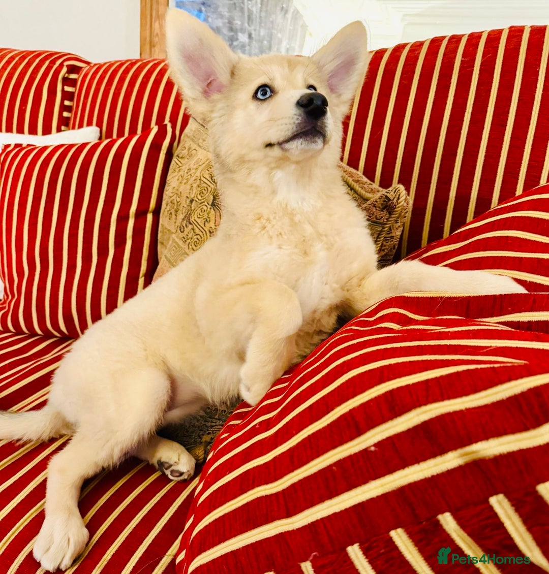 Pomsky dogs for sale: ✨ Adorable Blue-Eyed Pomsky 🐾 Pups, 16 Weeks Old - Image 34