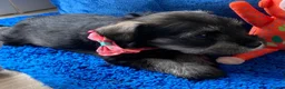 Miniature Schnauzer dogs for sale: Adorable KC Reg Mini Schnauzer Pups - Advert 4
