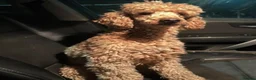 Cockapoo dogs for sale: 🐾 Beautiful Cheeky Cockapoos 🐾 - Advert 38