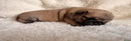 Pug dogs for sale: 🐾 Stunning Pug puppies 🐾 in Wigan - Advert 29