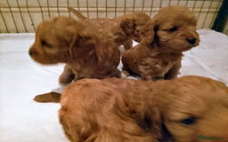 Cavapoo dogs for sale: F1 Cavapoo Pups  - Image 2