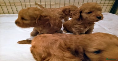 Cavapoo dogs - Advert 2
