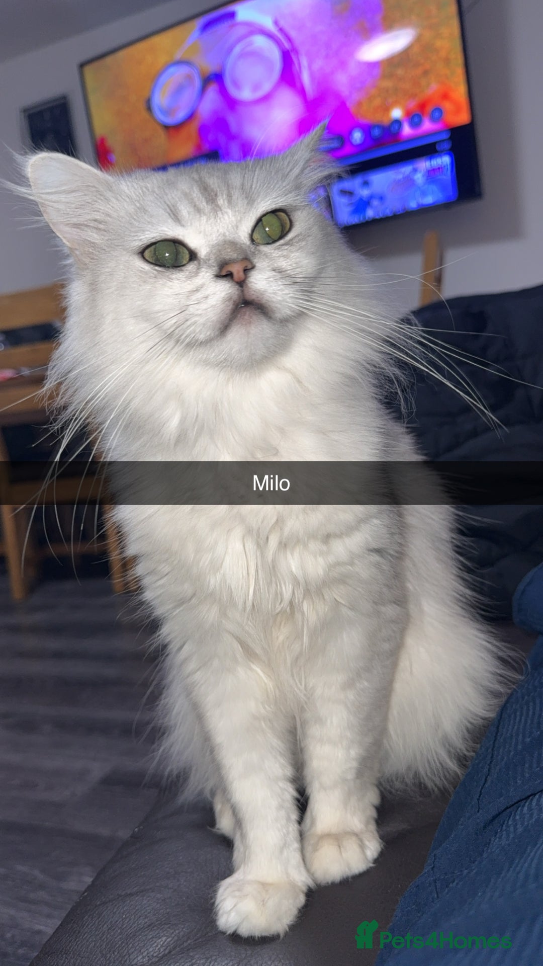 Persian cats for sale: Persian chinchilla kittens  - Advert 6