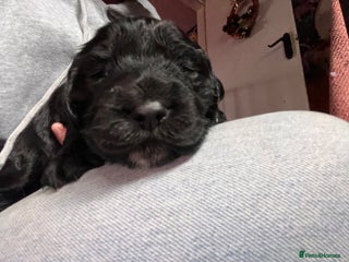 Cockapoo dogs Cocker spaniel/Cockapoo Pups - Advert 16