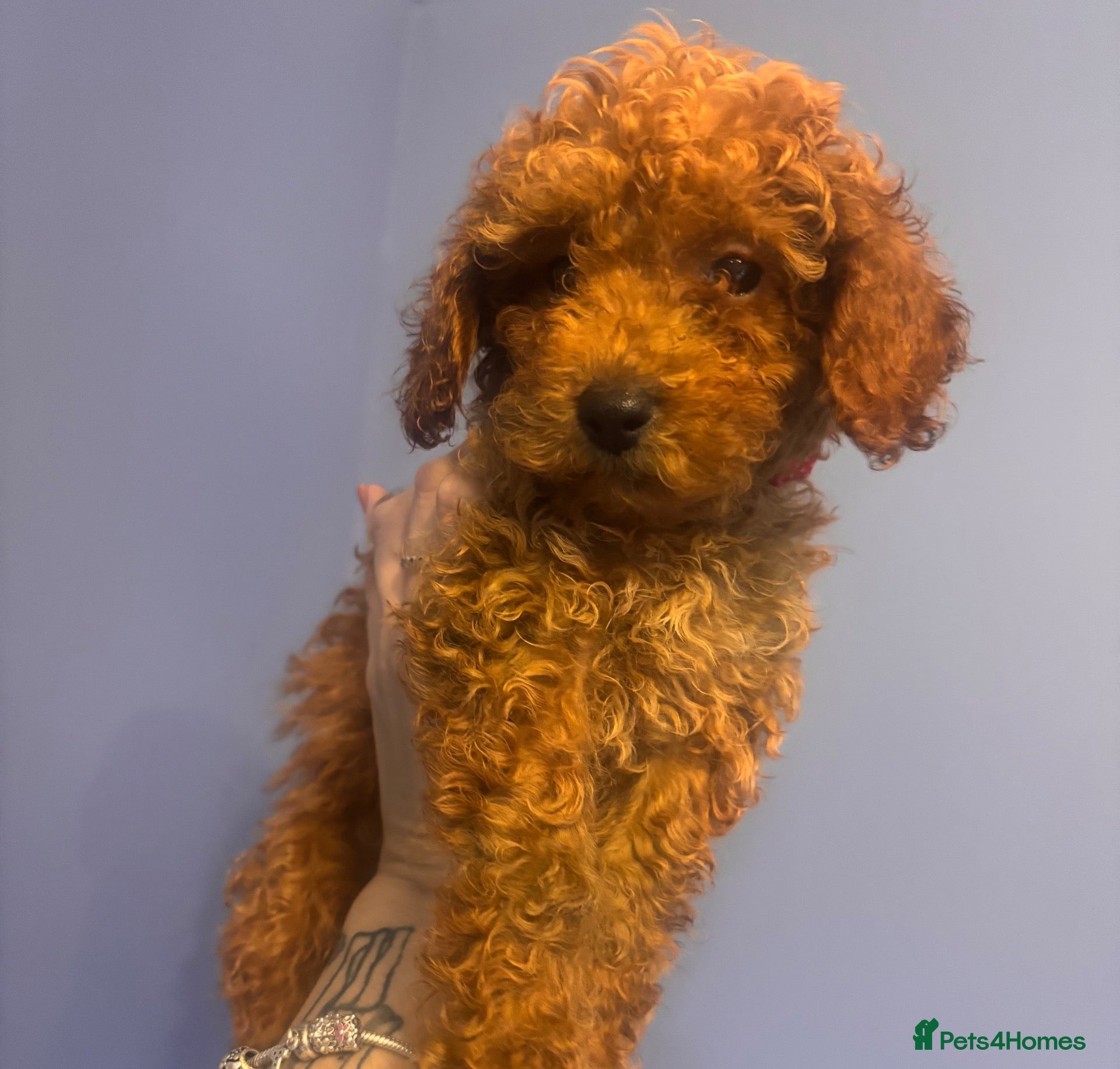 Miniature Poodle dogs Ready to leave now 🐾 Miniature poodle puppies.  - Advert 2