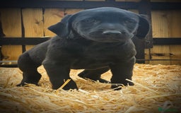 Labrador Retriever dogs for sale: Lovely litter of fox red and black Labrador pups - Image 9