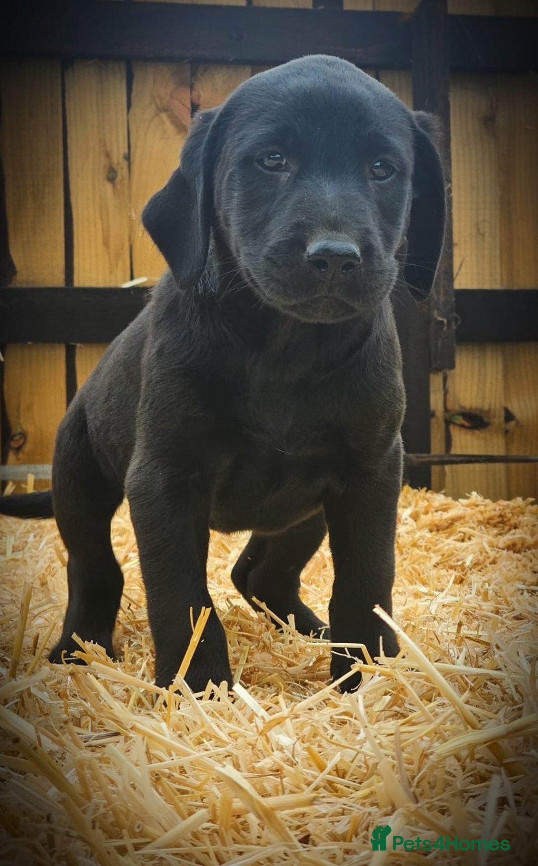 Labrador Retriever dogs for sale: Lovely litter of fox red and black Labrador pups - Image 9