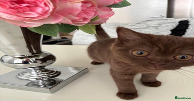 British Shorthair cats - Advert 5