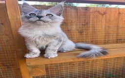 Maine Coon cats for sale: TICA Maine Coon girl female high black smoke  - Image 2