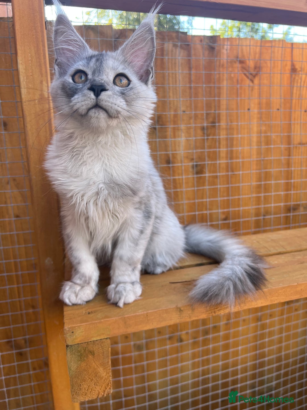 Maine Coon cats for sale: TICA Maine Coon girl female high black smoke  - Image 2