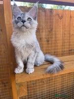 Maine Coon cats - Advert 3