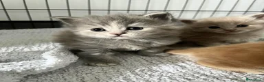 Maine Coon Kitten 1