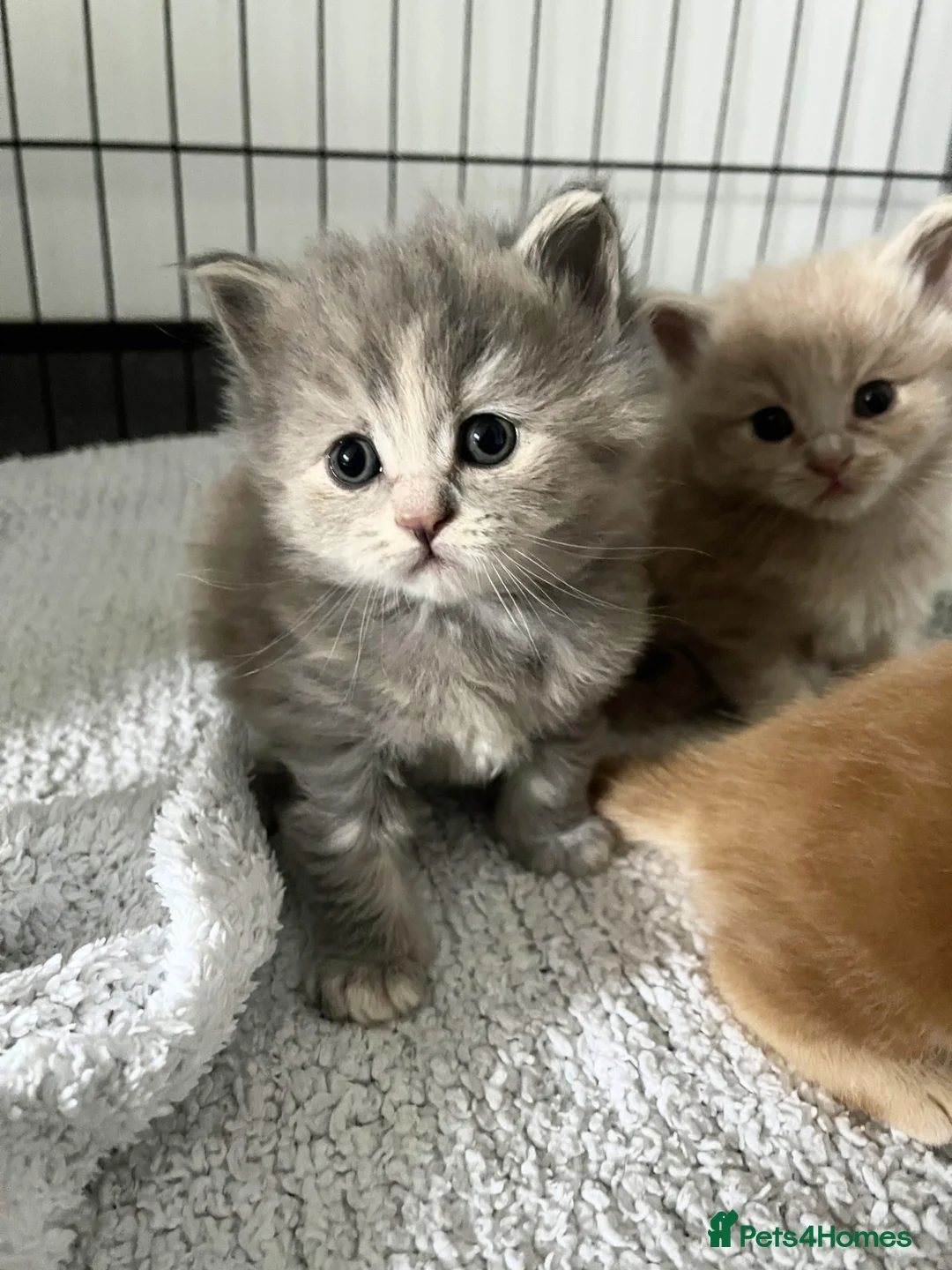 Maine Coon cats for sale: Maine Coon X BSH Kittens - Advert 1