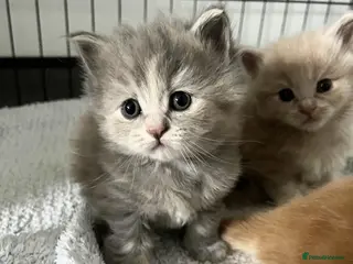 Maine Coon cats Maine Coon X BSH Kittens - Advert 6