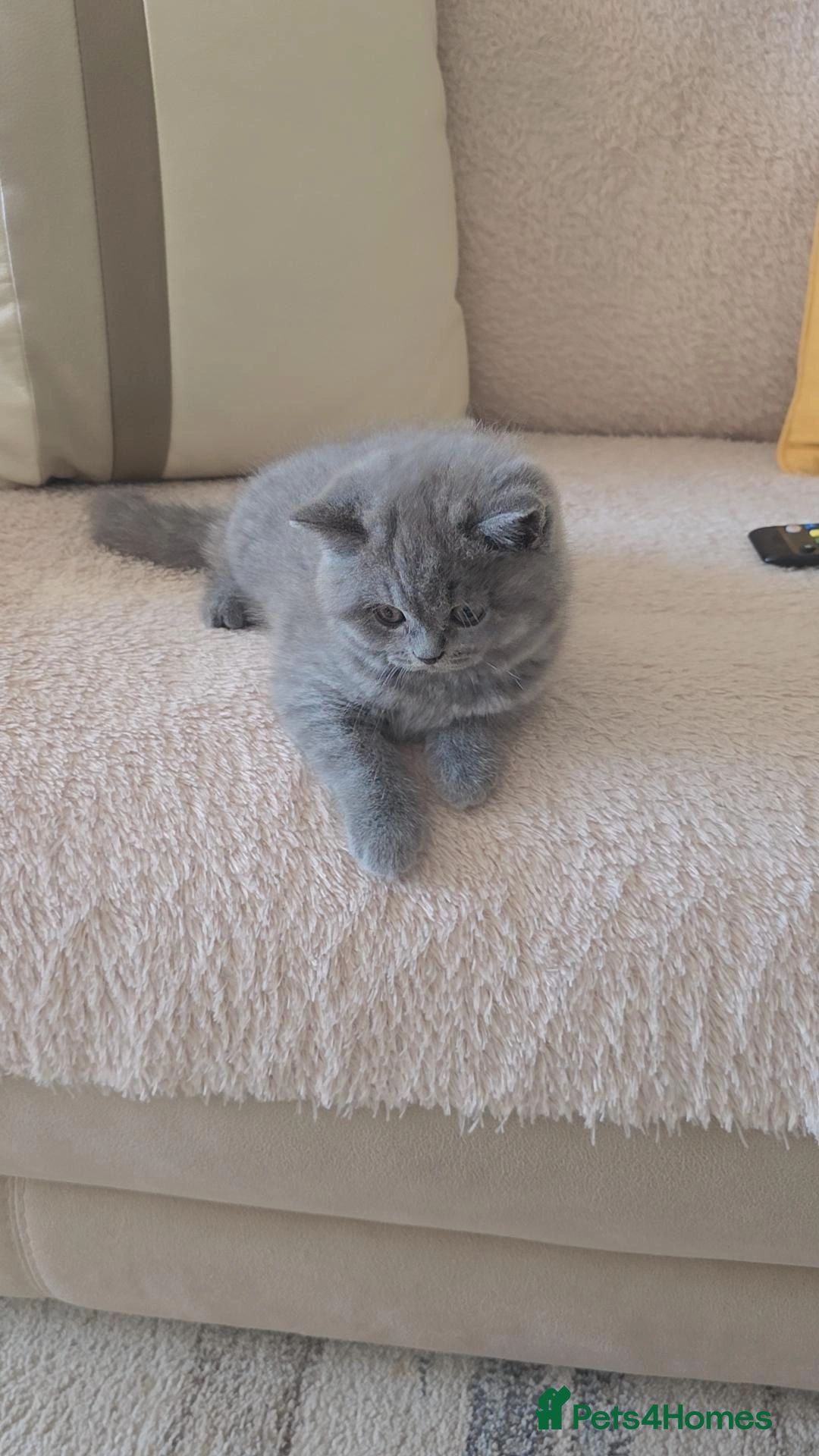 British Shorthair cats British Shorthair Kittens | Champion Lines - Advert 2