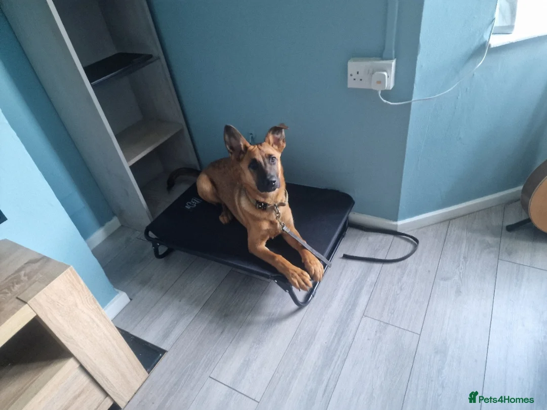 Belgian Shepherd Dog dogs for sale: Snyper - Belgian Malinois - 7 Months - Advert 7
