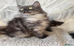 Maine Coon cats for sale: Stunning Mainecoon kittens ready now!!!! - Image 6