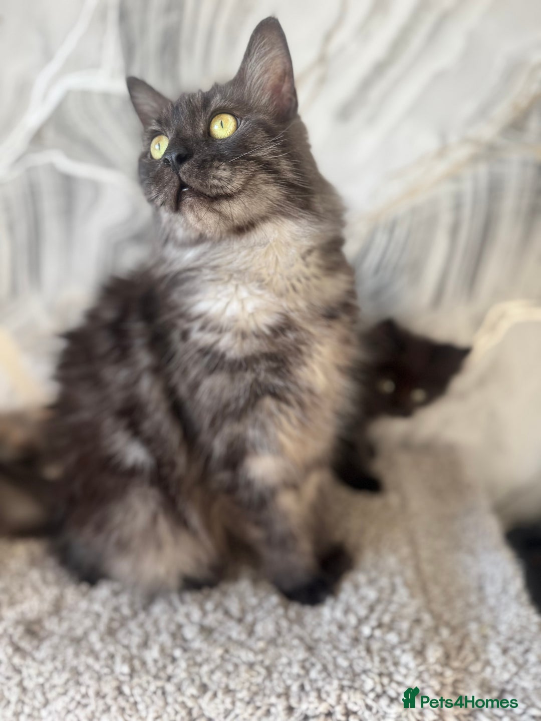 Maine Coon cats for sale: Stunning Mainecoon kittens ready now!!!! - Image 6