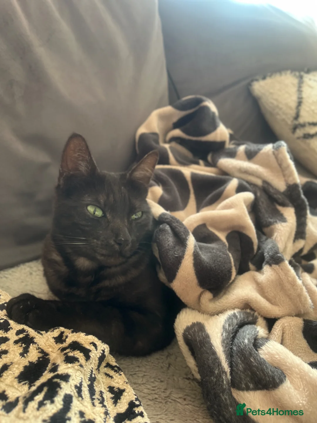 Mixed Breed cats for sale: Archie - black ghost tabby for rehome - Advert 2
