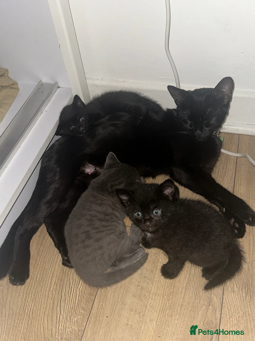 Russian Blue cats for sale: Half Russian blue kittens  - Advert 1