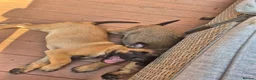 Belgian Shepherd Dog dogs for sale: Belgian Sheperd Malinois  in Nottingham - Advert 15