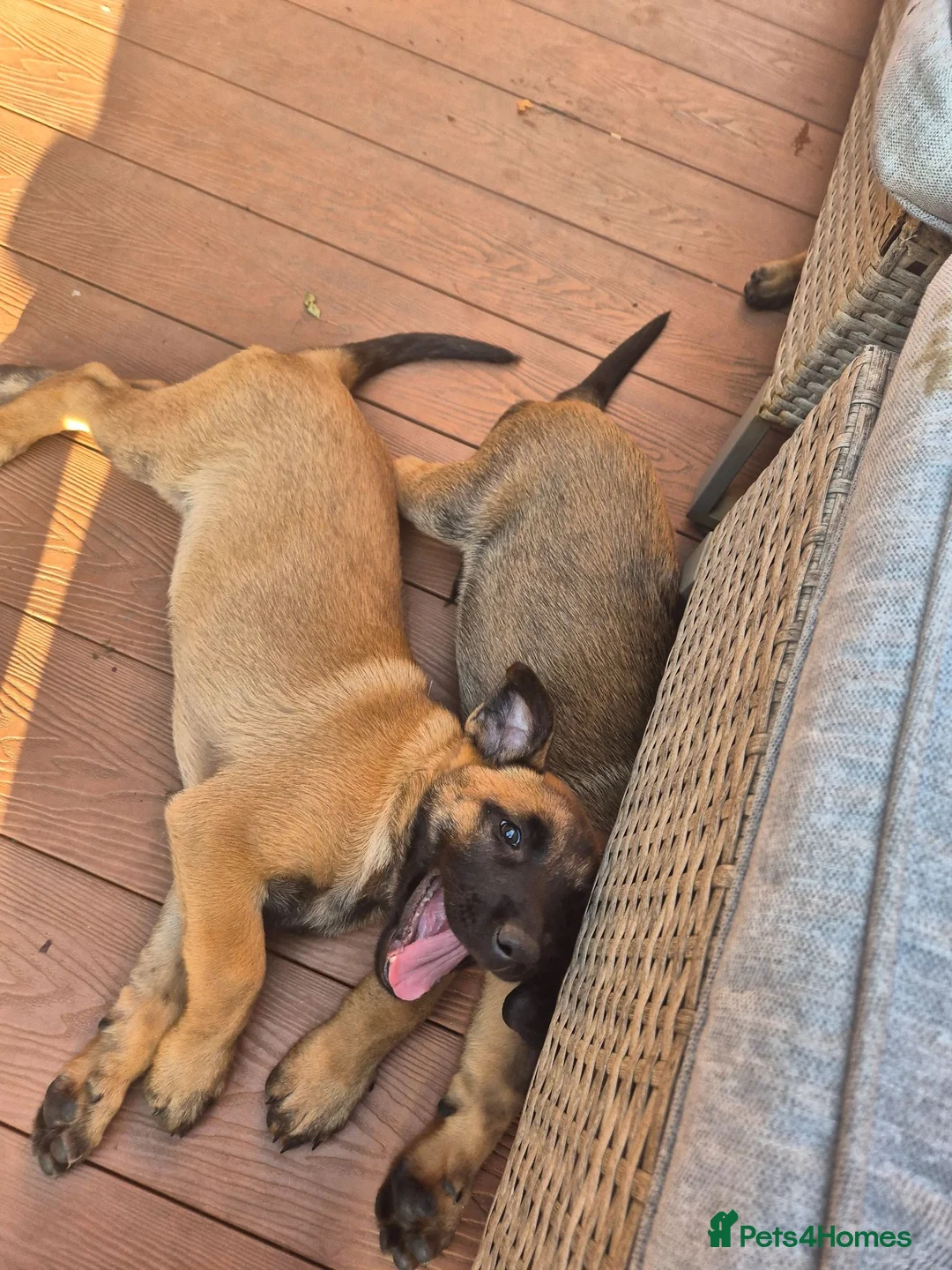 Belgian Shepherd Dog dogs for sale: Belgian Sheperd Malinois  in Nottingham - Advert 15