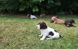 Cocker Spaniel dogs for sale: Cocker Spaniel Puppies - Image 16