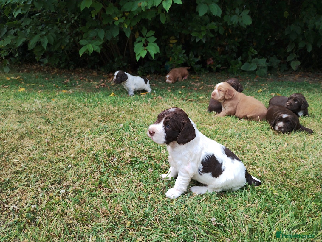 Cocker Spaniel dogs for sale: Cocker Spaniel Puppies - Image 16