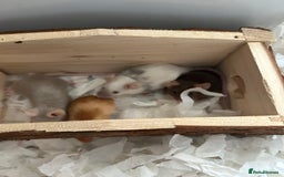 Mouse rodents for sale: Female fancy mice - Image 1