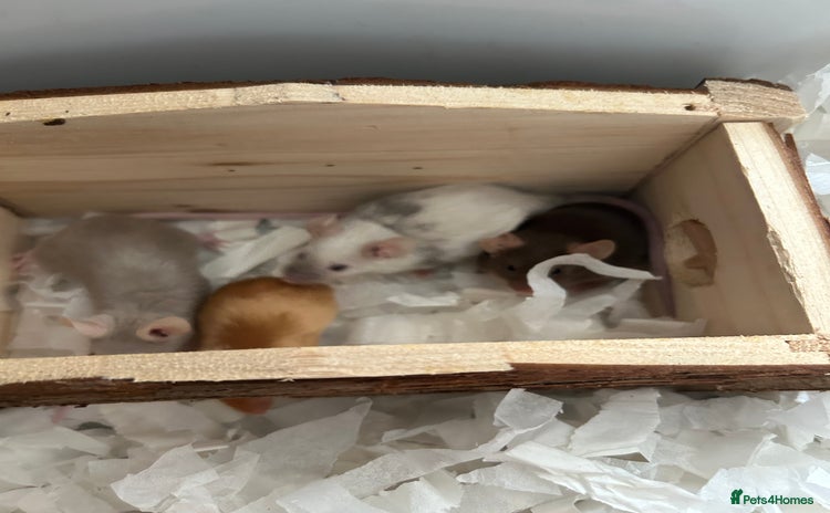 Mouse rodents - Advert 1