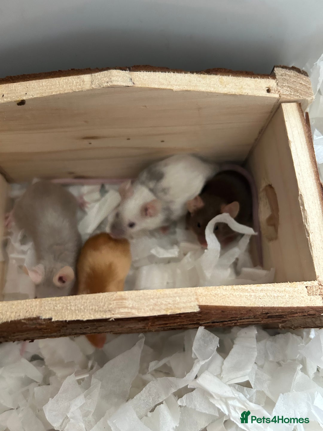 Mouse rodents for sale: Female fancy mice - Image 1
