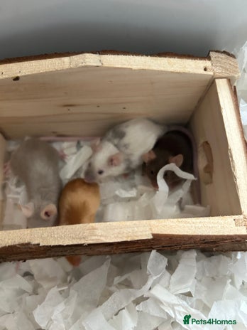 Mouse rodents - Advert 5