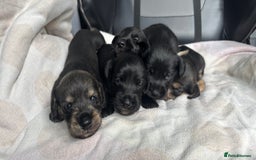 Mixed Breed dogs for sale: SCHNOXIES (MINI DAXI CROSS MINI SCHNAUZER) - Image 2