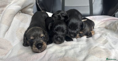 Mixed Breed dogs - Advert 13