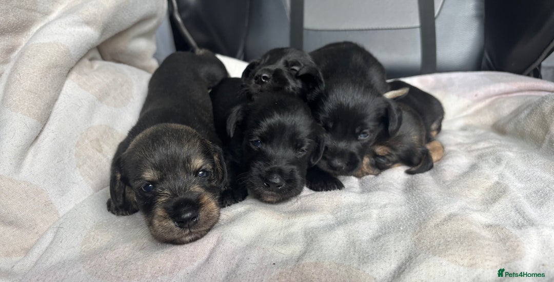 Mixed Breed dogs for sale: SCHNOXIES (MINI DAXI CROSS MINI SCHNAUZER) - Image 2