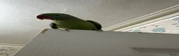 Parrots birds for sale: Tamed male alexandrine parrot - Advert 2