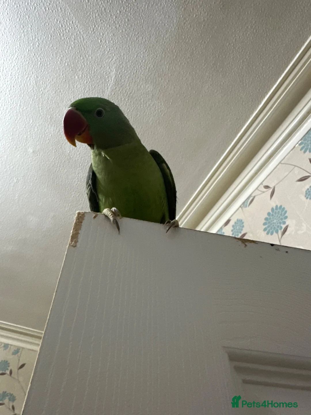 Parrots birds for sale: Tamed male alexandrine parrot - Advert 2