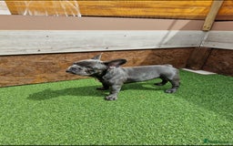 French Bulldog dogs for sale: French bulldog puppy 🐶 last little girl left - Image 13