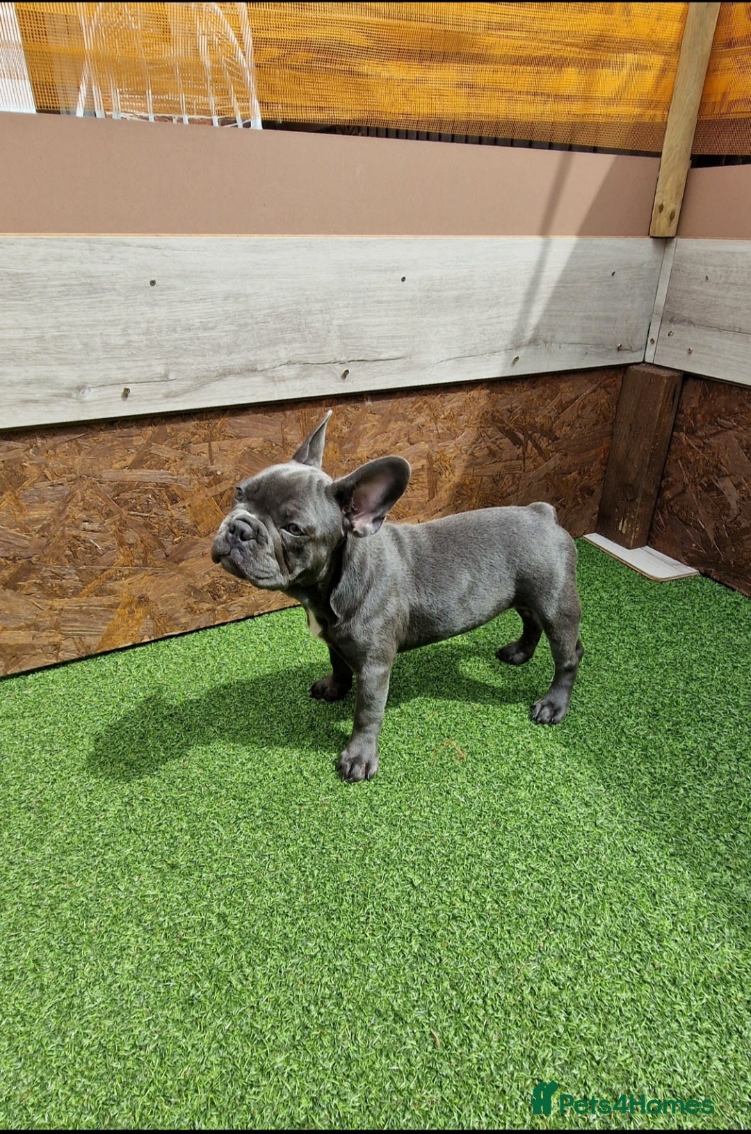 French Bulldog dogs for sale: French bulldog puppy 🐶 last little girl left - Image 13