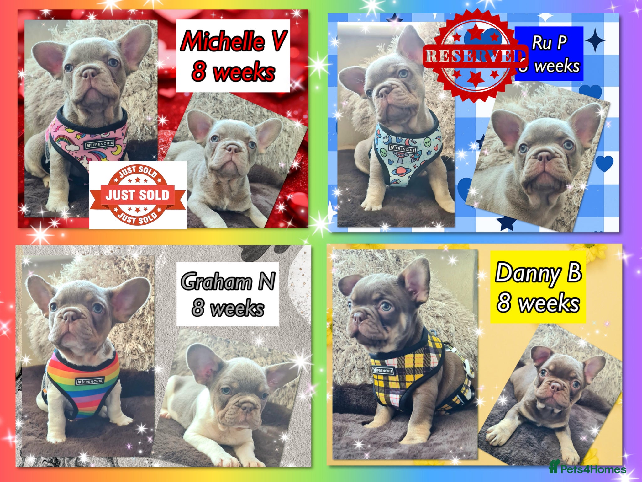 French Bulldog dogs Quality Puppies from highly health tested Parents - Advert 1