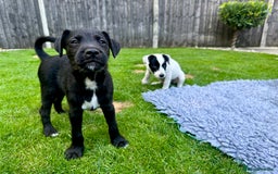 Patterjack dogs for sale:  🐾 Patterdale x Jack Russell Puppies 🐾 - Image 20