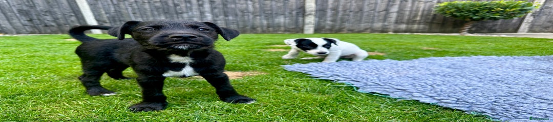 Patterjack Puppy 1