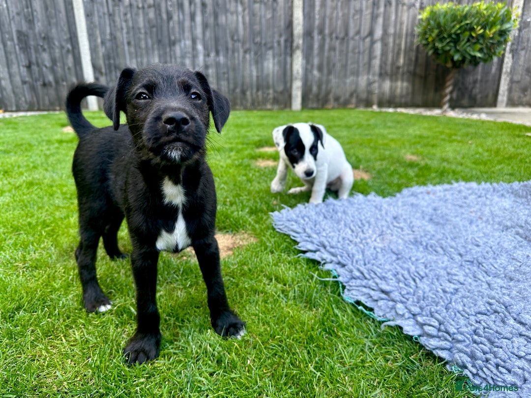 Patterjack dogs for sale:  🐾 Patterdale x Jack Russell Puppies 🐾 - Image 20