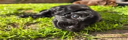 Mixed Breed dogs for sale: Field spaniel cross puppies kc Activity registered - Advert 6
