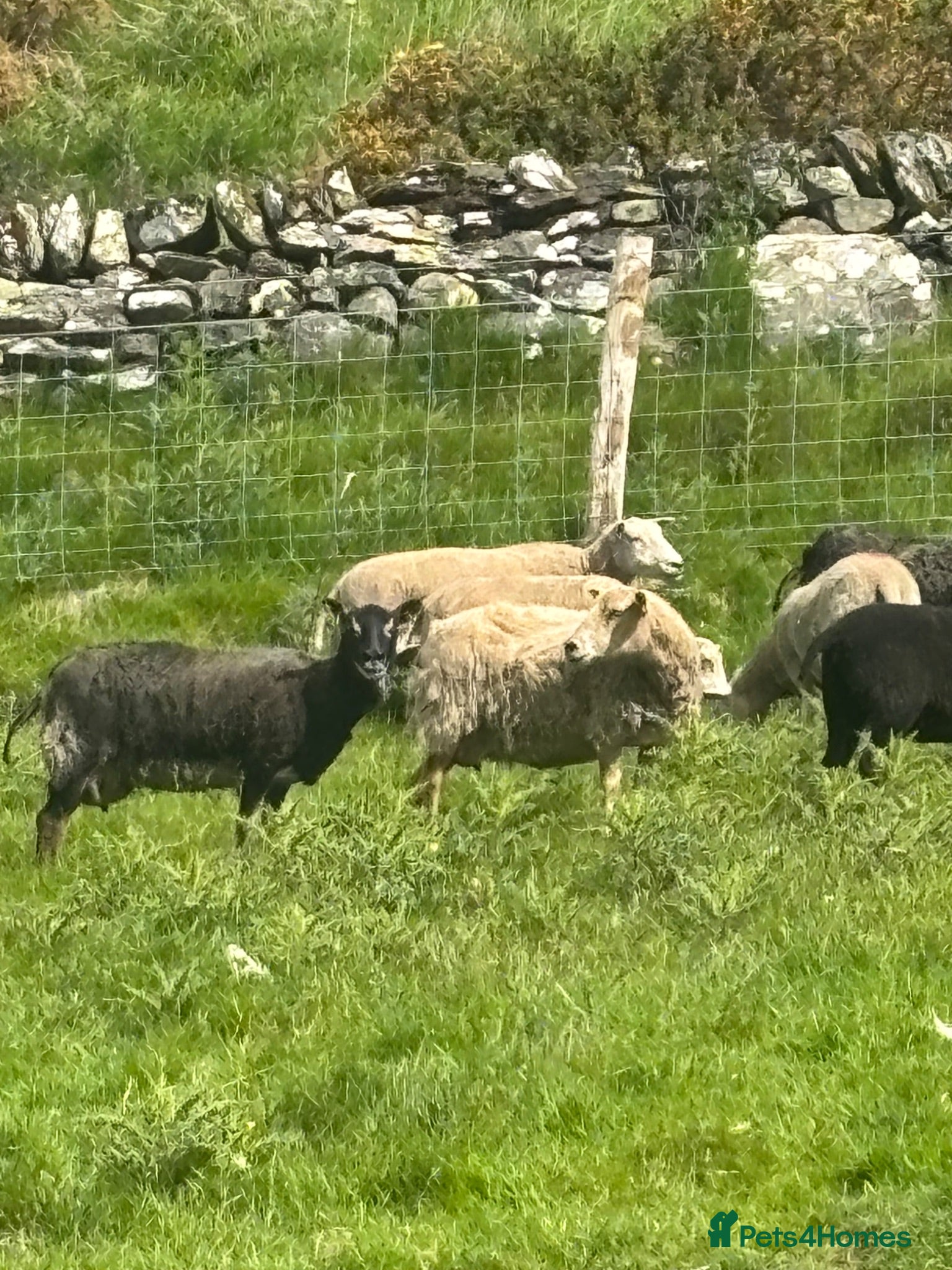 Sheep livestock Shetland X ewes - Advert 1