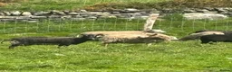 Sheep livestock for sale: Shetland X ewes - Advert 1