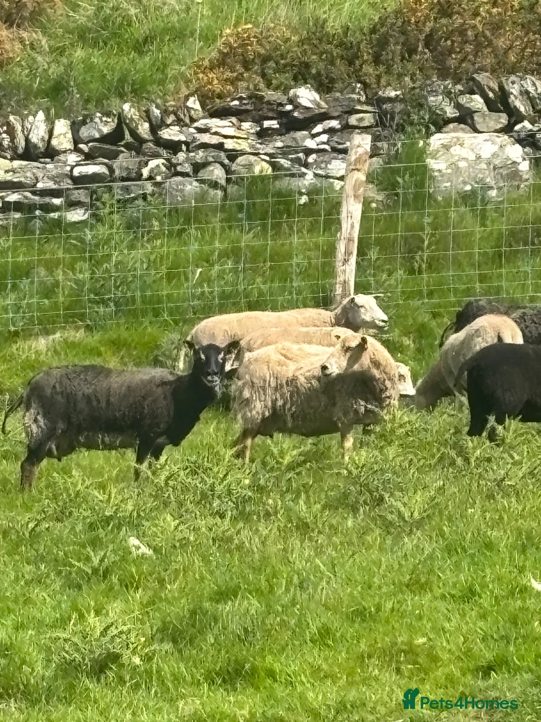 Sheep livestock for sale: Shetland X ewes - Advert 1