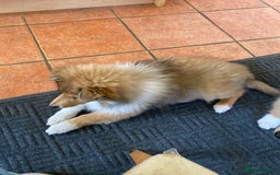 Rough Collie dogs for sale: ROUGH COLLIE SABLE AND WHITE PUPPIES - Image 28