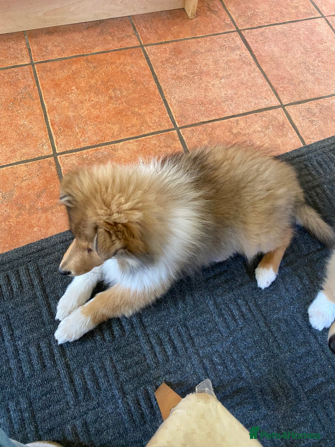 Rough Collie dogs for sale: ROUGH COLLIE SABLE AND WHITE PUPPIES - Image 28